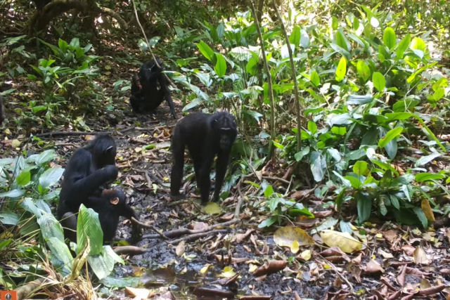 Chimpanzés da floresta tropical vistos cavando poços pela primeira vez