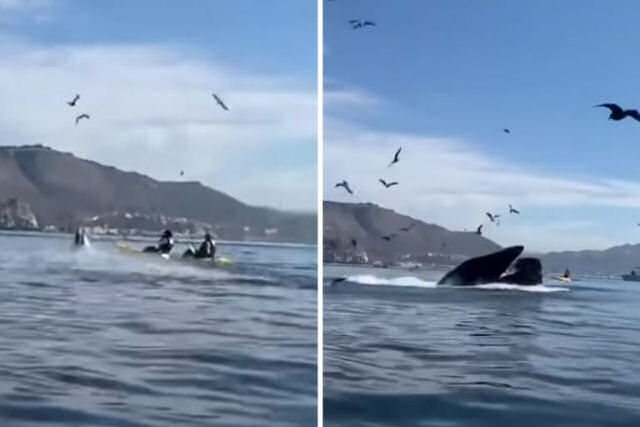 Vídeo inacreditável mostra baleia-jubarte 'engolindo' duas mulheres