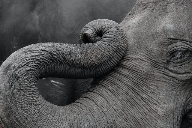 A pele ajuda a explicar por que as trombas de elefante são tão úteis