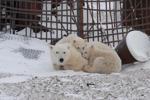 À medida que as temperaturas do Ártico aumentam, os ursos polares estão comendo mais lixo