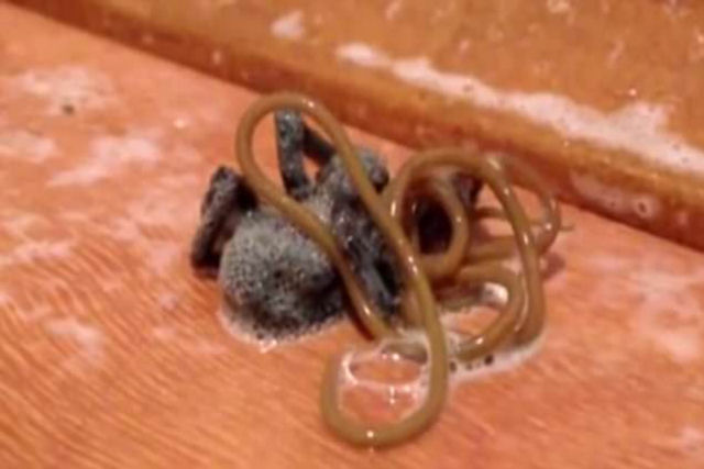 Surpresa! Um verme parasita inacreditavelmente longo emerge de uma aranha morta