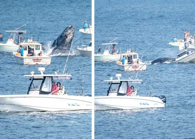 Momento incrível que baleia salta e cai em um pequeno barco