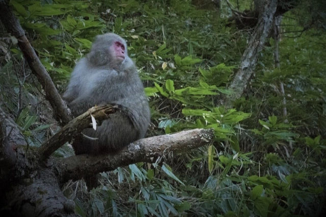 Macacos atacaram mais de 60 pessoas em três semanas em uma cidade japonesa
