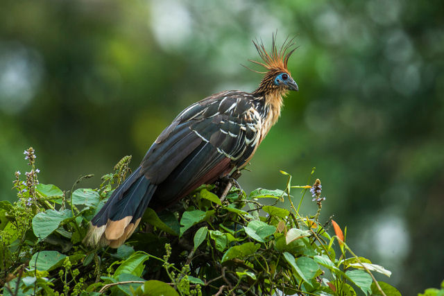 O jacu-cigano provavelmente é uma das aves mais estranhas do mundo