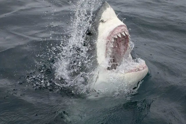 Quantos dentes os tubarões têm?