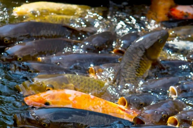 Dono de pesque-pague no Japão chora após 3.000 peixes morrerem em assalto
