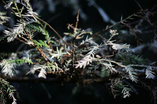 Sequoias albinas: os misteriosos 'fantasmas da floresta'