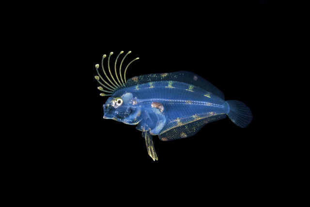 Os corpos sobrenaturais cintilantes de peixes abissais em fotos subaquáticas