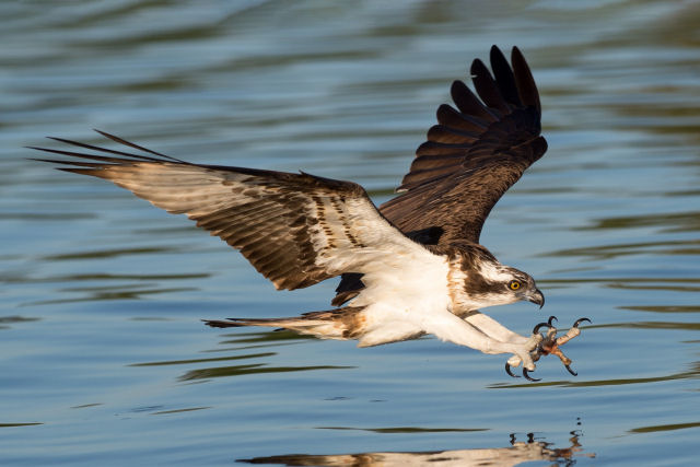 Foto surpreendente mostra águia-pescadora deslizando ao longo da superfície da água
