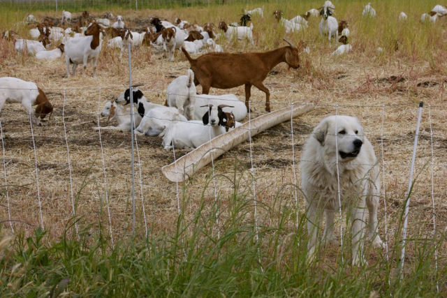 A diferença entre cão guardião de gado e cão de pastoreio