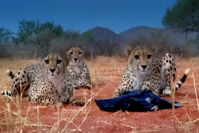 Trio de guepardos brincalhes rouba a jaqueta do cinegrafista