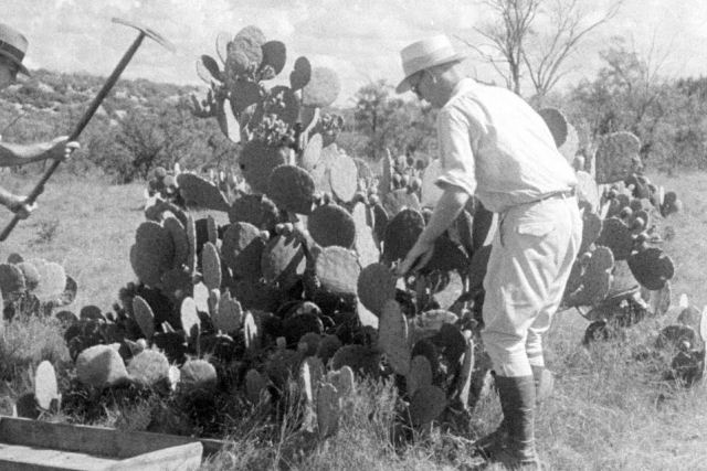 Como a Austrlia lutou contra a infestao de pera-espinhosa