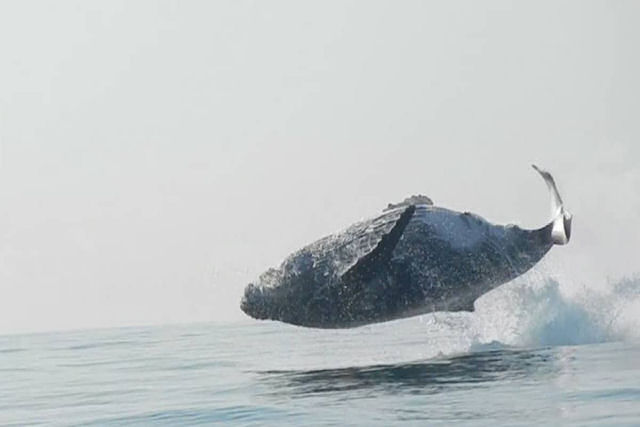 Vdeo raro captura baleia de 40 toneladas saltando alegremente para fora da gua