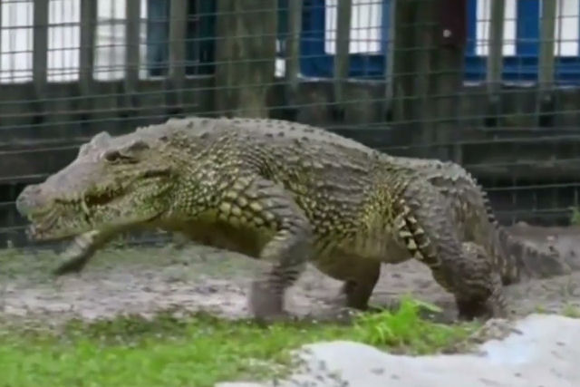 Ver um galope de crocodilo evoca nossos medos mais primitivos