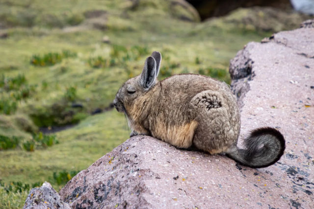 Conheça o viscacha, uma criatura adorável que é tão fofo que quase não parece real