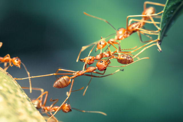 O algoritmo simples que as formigas usam para construir pontes