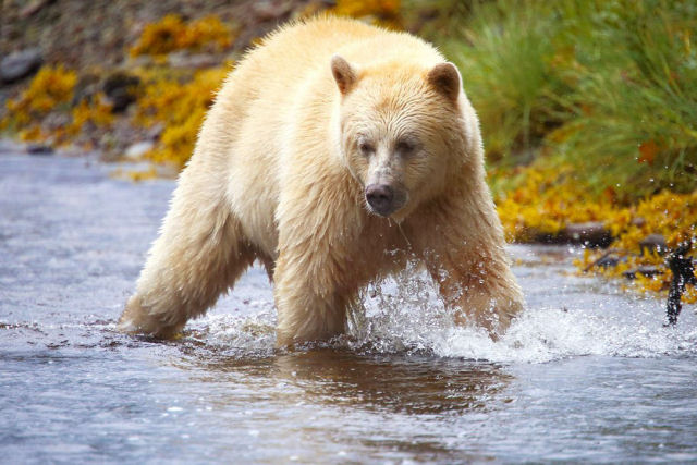 Raros vislumbres dos ursos-fantasmas da Colúmbia Britânica