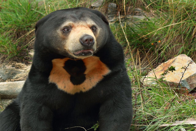 Os elusivos ursos-do-sol, a menor espécie de urso
