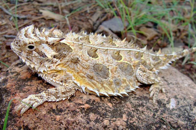 A inverossmil histria do lagarto que foi sepultado por 31 anos