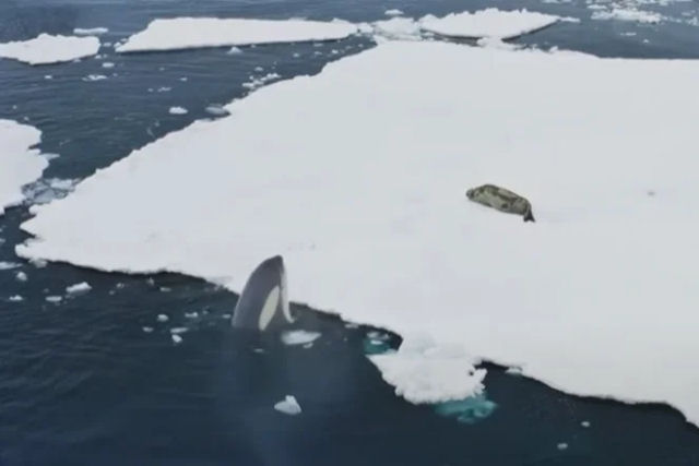 BBC registra uma incomum tcnica de caa usada por orcas para capturar suas presas
