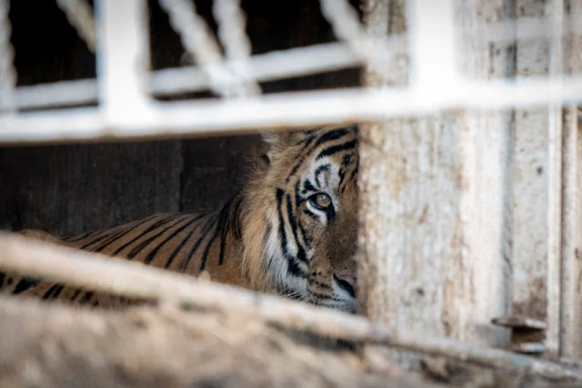 O resgate dos 'tigres do trem', o final feliz de quatro felinos confinados por 15 anos