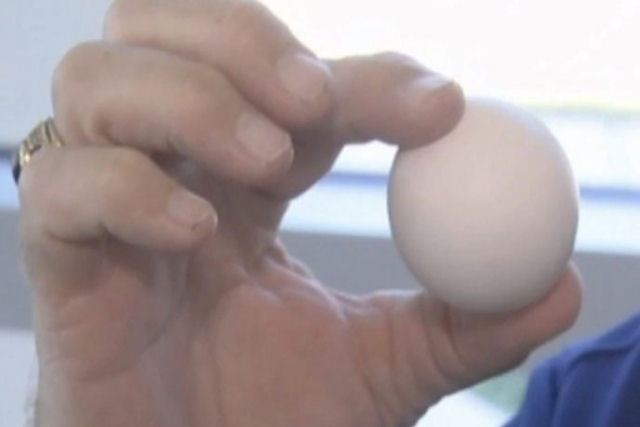 Canadense faz uma descoberta de 'um em um bilho' no seu galinheiro