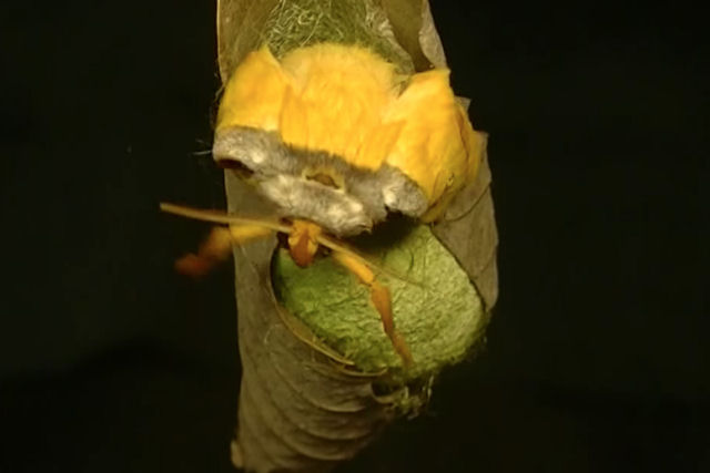 Como uma mariposa-da-seda-japonesa emerge de seu casulo