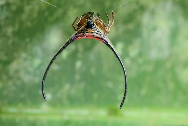 Macracantha arcuata, a aranha-tecel de chifres longos de Bornu
