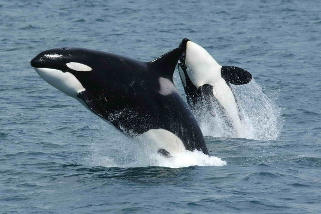 Drones e cmeras revelam a vida de orcas residentes