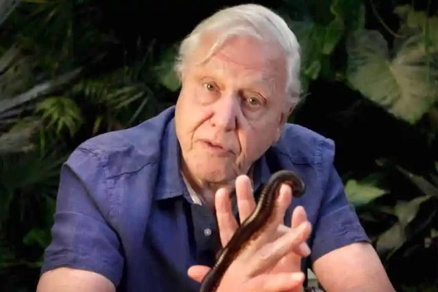 Sir David Attenborough se maravilha com a maneira magnfica como um milpede se move