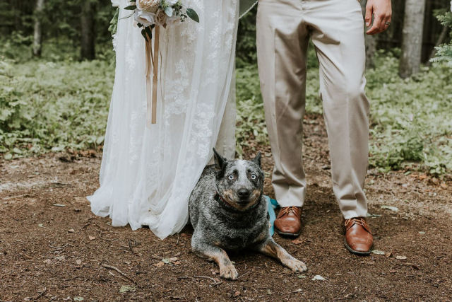 Adorvel cadela fotobomba a foto do casamento de seus humanos com o sorriso mais fofo