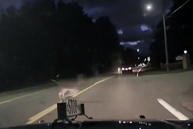 Vdeo impressionante mostra um cervo pulando sobre um carro em alta velocidade nos EUA