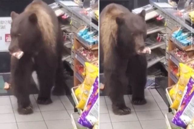 Enorme urso-pardo entra em loja de convenincia na Califrnia e se serve de barras de chocolate