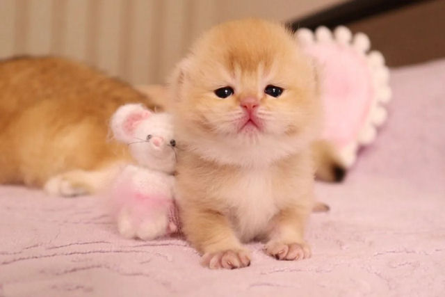 Veja uma gatinha chamada Pinky adoravelmente 'atacar' a orelha de seu humano