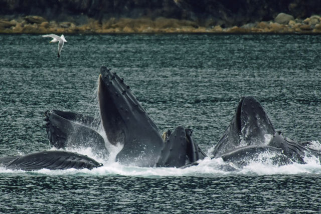 Baleias jubarte a 14.000 quilmetros de distncia cantam as mesmas msicas