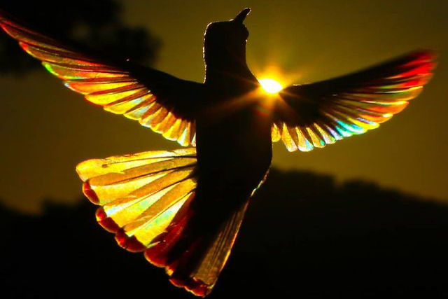 A luz do sol filtra todo um espectro de cores atravs das asas de um beija-flor em novo lbum de fotos