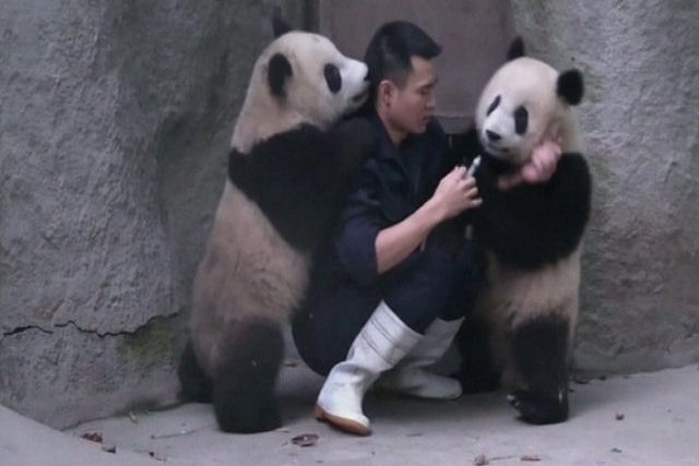 Como dar remdio a dois pandas travessos