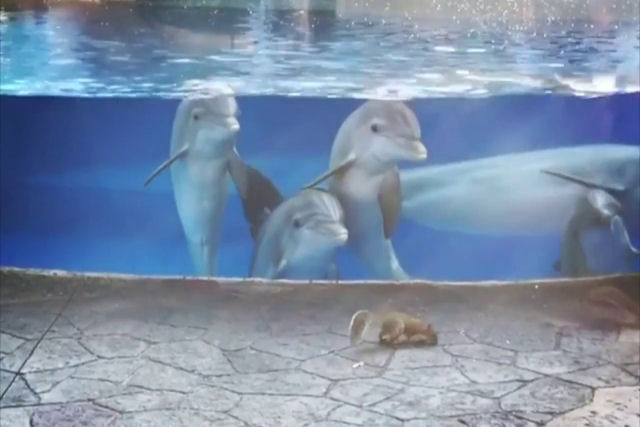 Veja estes golfinhos curiosos intrigados com esquilos
