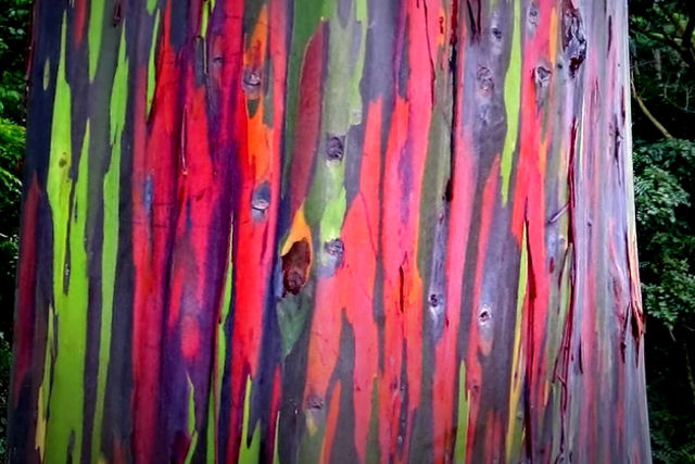 O eucalipto arco-íris é a árvore mais colorida do mundo