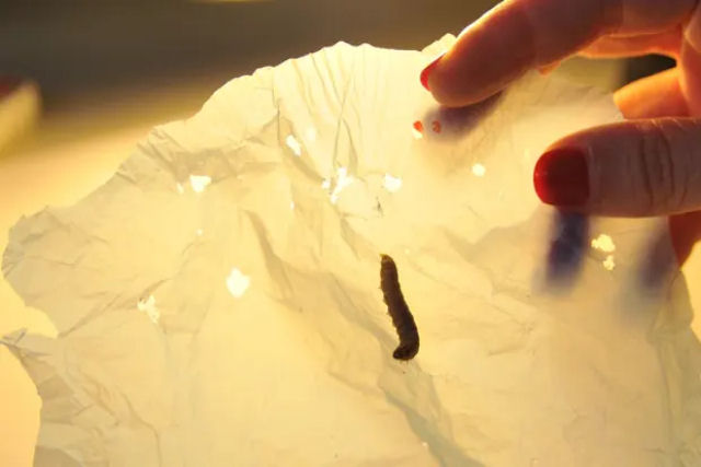 Larvas-da-cera podem quebrar o plstico com sua saliva