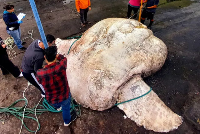 Este peixe-lua de 2.744 kg  o maior peixe sseo j registrado