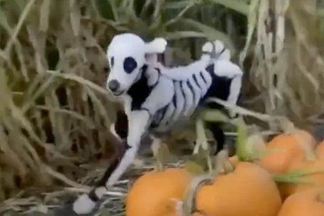 Cuidado com o esqueleto de poodle ambulante!