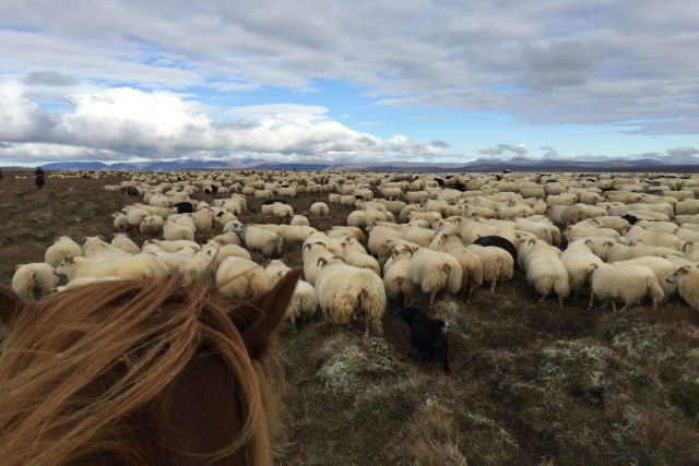 Rttir, a contagem anual islandesa de ovelhas est longe de ser sonolenta