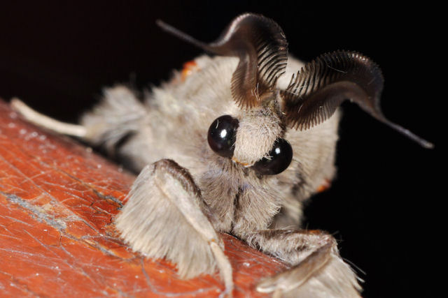 Misteriosa mariposa-poodle parece uma fada da vida real