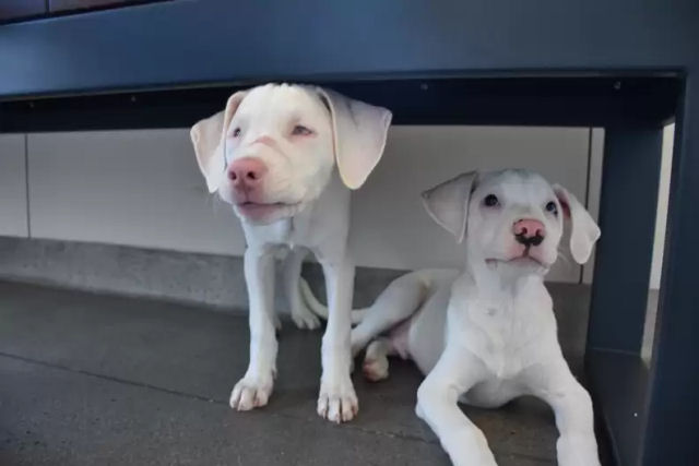 Cachorrinha cega e surda encontra um lar para sempre com seu irmo co-guia