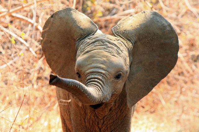 Reprter  interrompido por um elefante beb hilrio que no consegue manter sua tromba longe dele