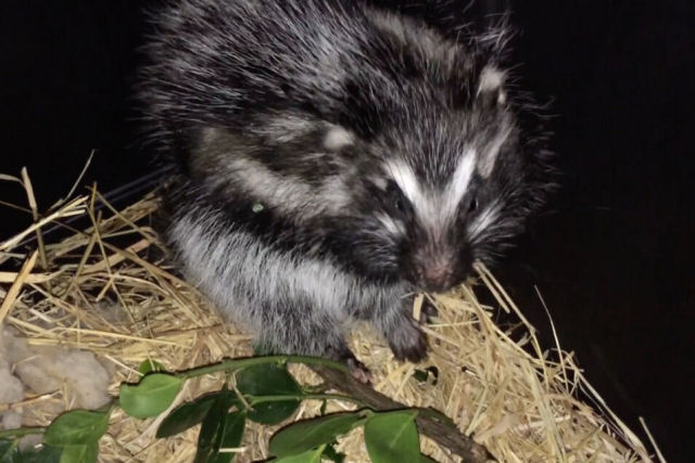 Rato-de-crista-africano: o roedor do tamanho de um coelho com pelo venenoso