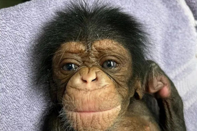 Me chimpanz reencontra beb recm-nascido pela primeira vez aps quase 2 dias de separao
