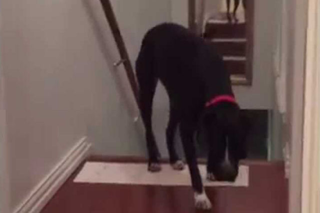 Cão anda de ré para superar seu medo de portas