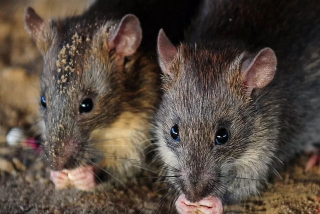 Polcia indiana diz que ratos comeram mais de 600 kg de maconha apreendida
